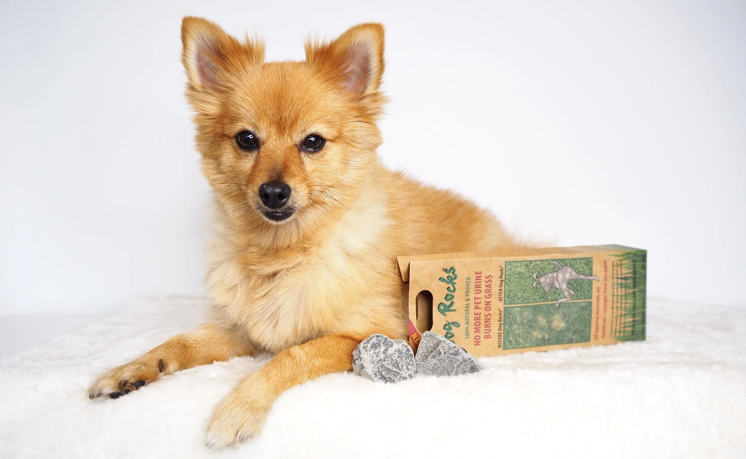 Dog rocks pets at home hot sale